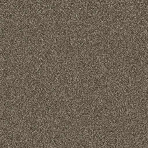 Carpet PDX